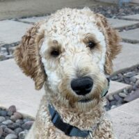 Journey: Courtesy Post