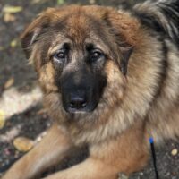 Poppy: Courtesy Post