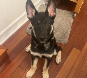 Remi’s Pup: Chip1 puppy available