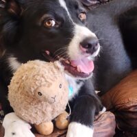 Stella: Courtesy Post