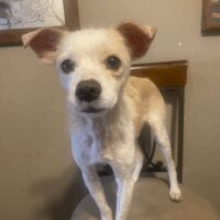 Blanquito: Courtesy Post