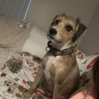 Boots (Foster Needed)