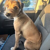 Boots: Courtesy Post