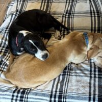 Shirley: Courtesy Post