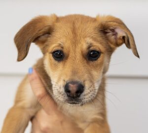 Capri – female (Italian Cities Litter)1 puppy available