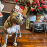 Malloy: Courtesy Post (URGENT Foster, Adopter or Sponsorship needed!)