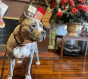 Malloy: Courtesy Post (URGENT Foster or Adopter needed by January 12th!)5y M lrg