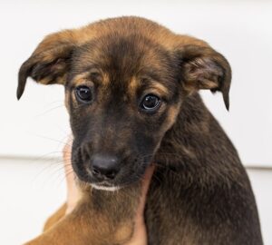 Milan – female (Italian Cities Litter)1 puppy available