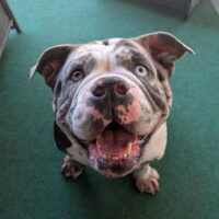 Raiden: Courtesy Post