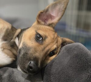 Venice – male (Italian Cities Litter)1 puppy available