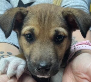 Venice – male (Italian Cities Litter)1 puppy available