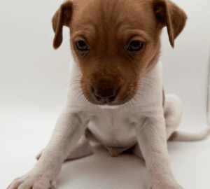 Mama Molly’s Puppies6 puppies available