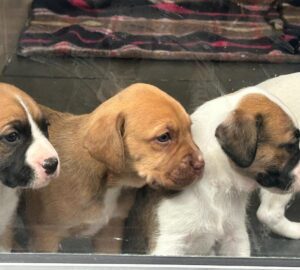 Mama Chelsea’s Puppies: Courtesy Post5 puppies available