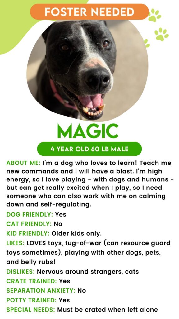 Magic 2: Urgent foster needed