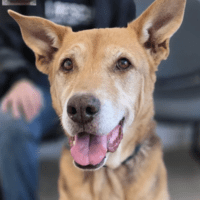 0- Callahan - Rocky: Courtesy Post