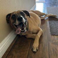 Ringo: Courtesy Post