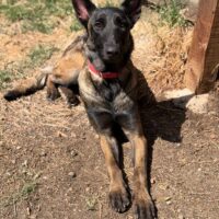 Sasha: Courtesy Post