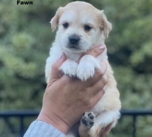 Mama Clarion’s Puppies5 puppies available