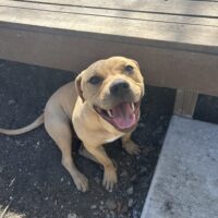 Simba: Courtesy Post