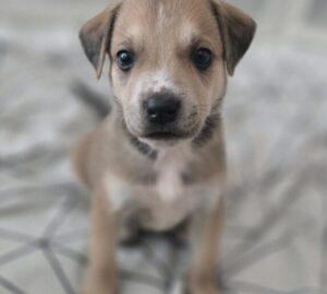 Mama Shakira’s Puppies8 puppies available